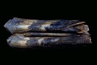 藏品(牛下牙)的圖片